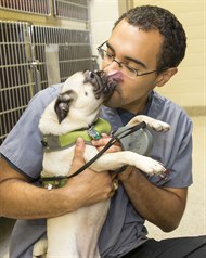 VET TECH Pug VET TECH Pug